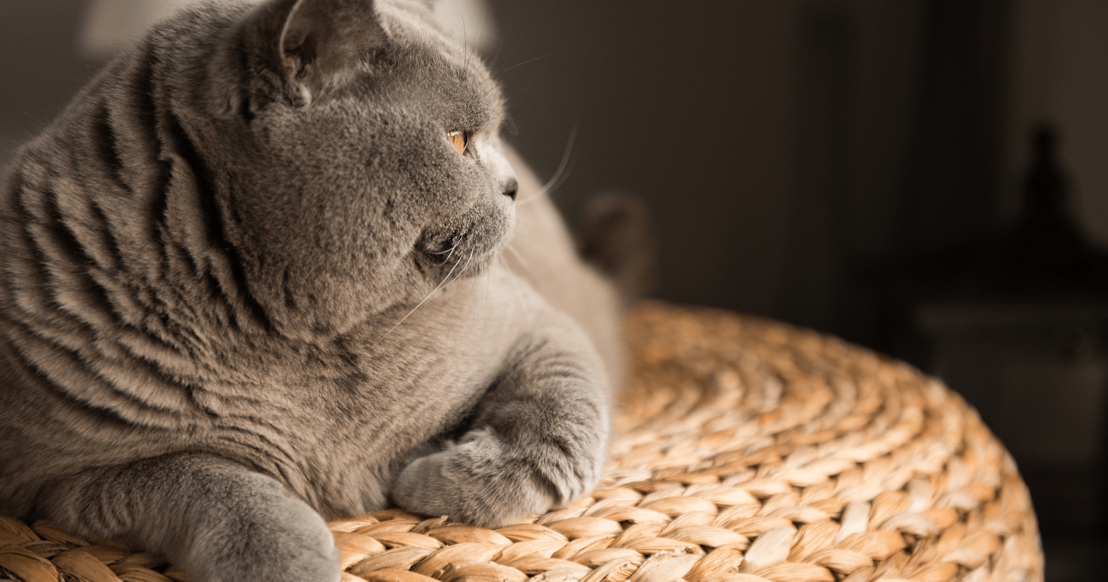 Facts about store british shorthair cats